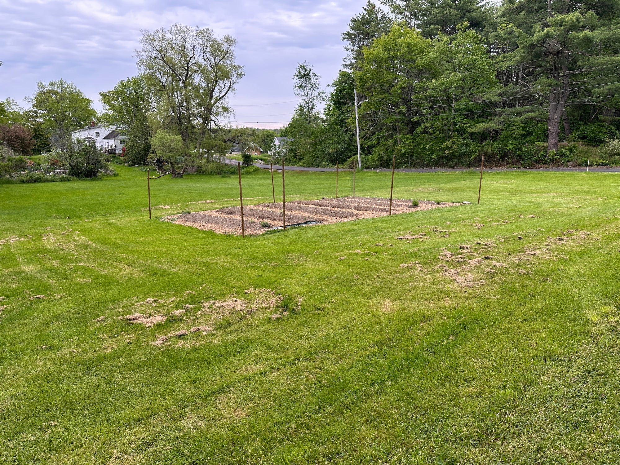Fence is up, eucalyptus are planted, dahlias are sprouting